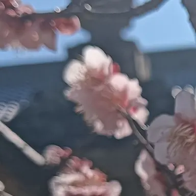 Profile image of ぶりりん子