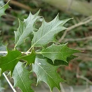 Profile image of ヒイラギ