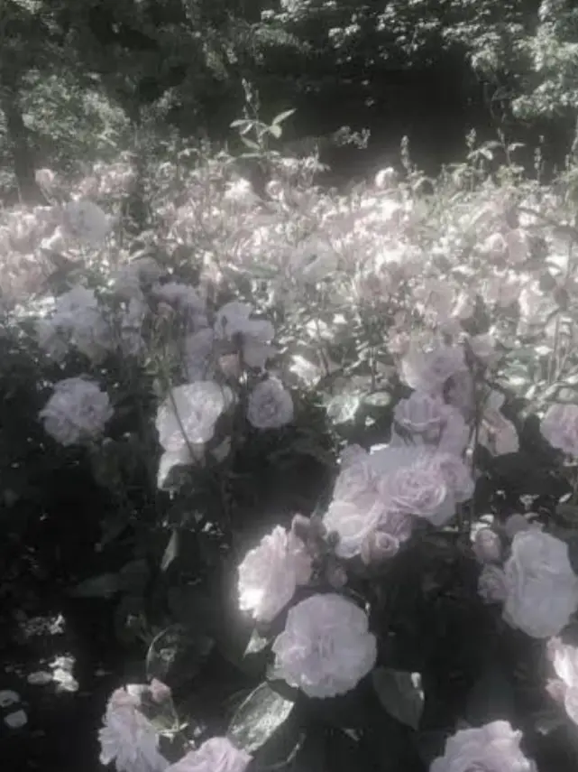 BumpyCow3891의 呪術廻戦とチェンソーマン