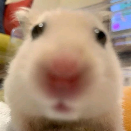 쪼꼬미