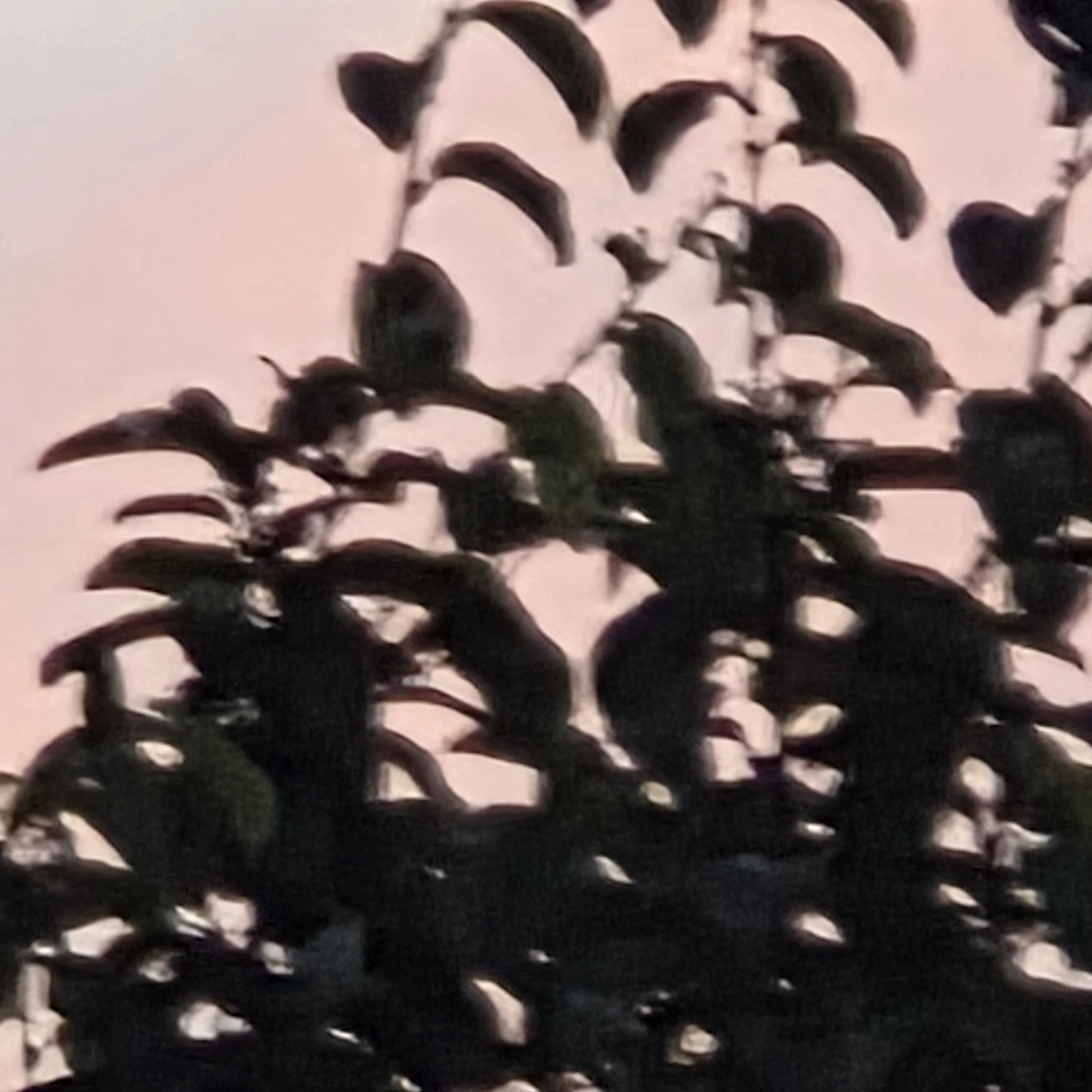 홍지수