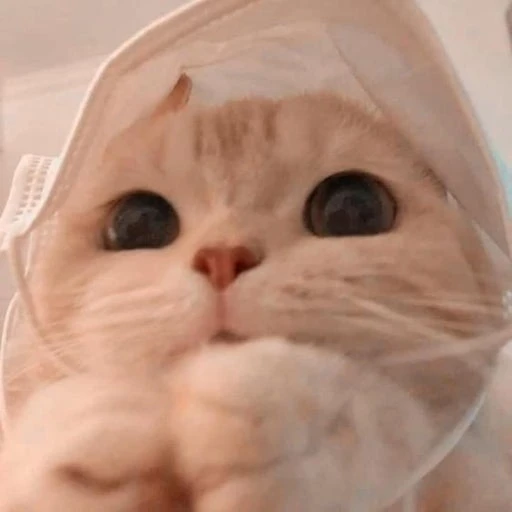 수농이