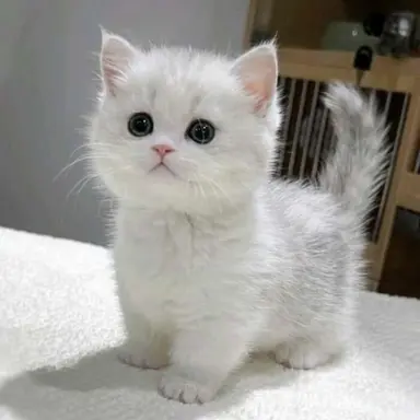 Profile image of 子猫の四男