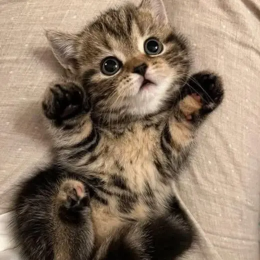 StormyBaker0325의 捨てられた子猫の兄弟