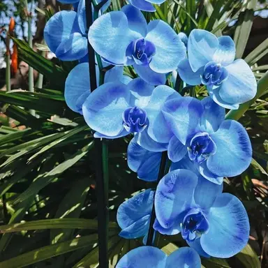 Profile image of 티푸