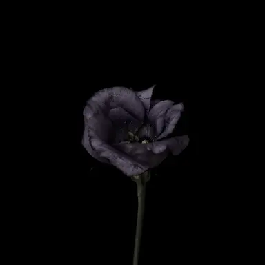 Profile image of 한지성