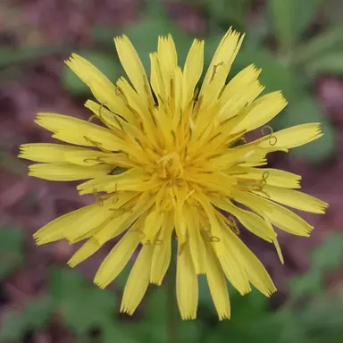 Profile image of 한노아