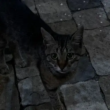 Profile image of 고양이