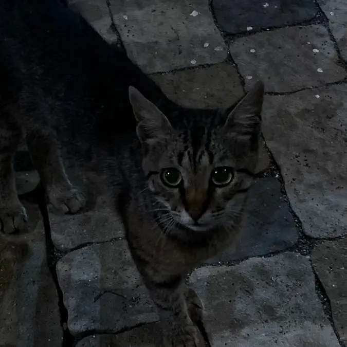 bvcx의 길고양이