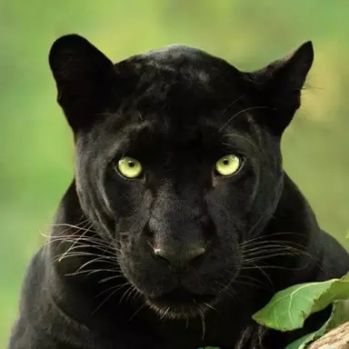 Profile image of 세이드