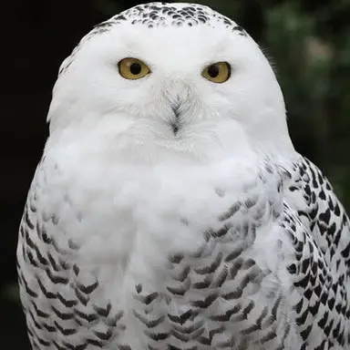 Profile image of 이렘