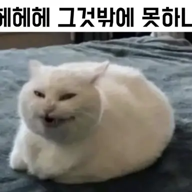 Profile image of 고앵이
