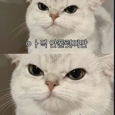 Profile image of 고뇽이