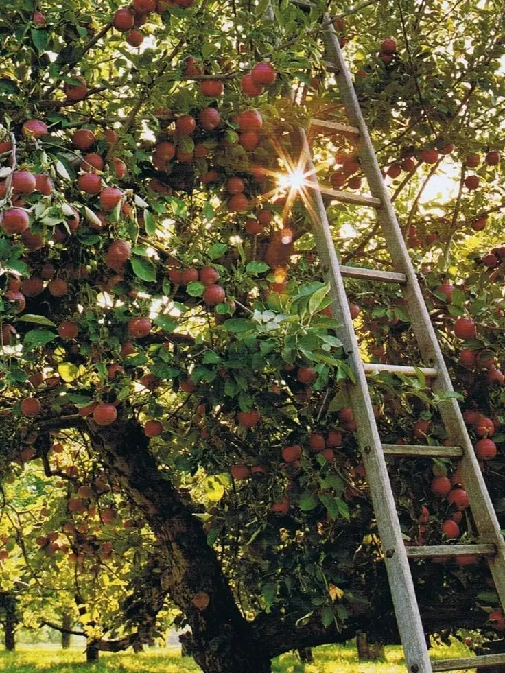 Beanii의 𝙵𝚊𝚛𝚖 𝙶𝚒𝚛𝚕 𝚅𝚜. 𝚈𝚘𝚞 | 🍎🌾🧡