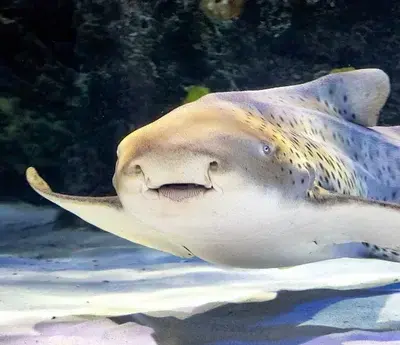 SnappyCoast6445의 Leopard Shark