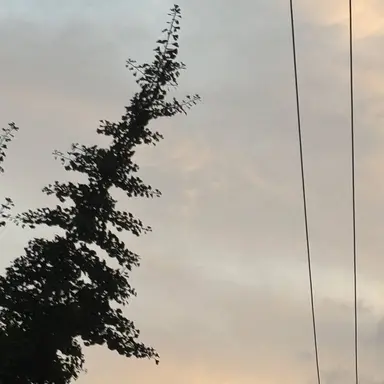 Profile image of 서라희