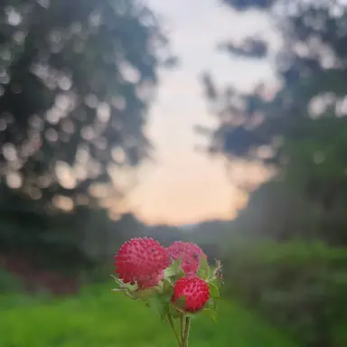 Profile image of 할머니