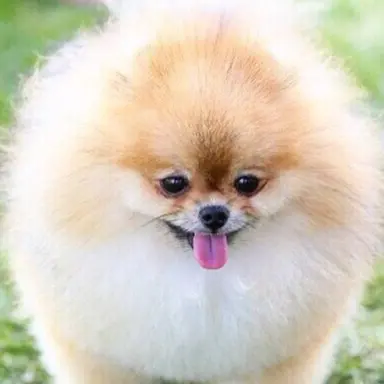 Profile image of 강아지 보호소