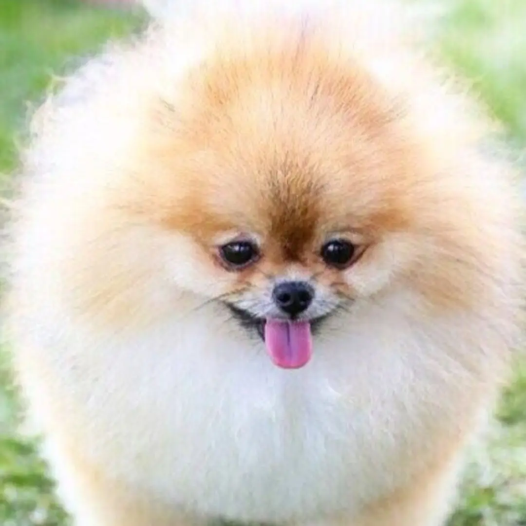 PureValve6942의 강아지 보호소 직원으로 일해보자!