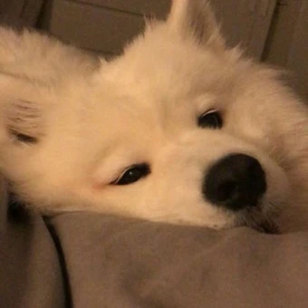 시현