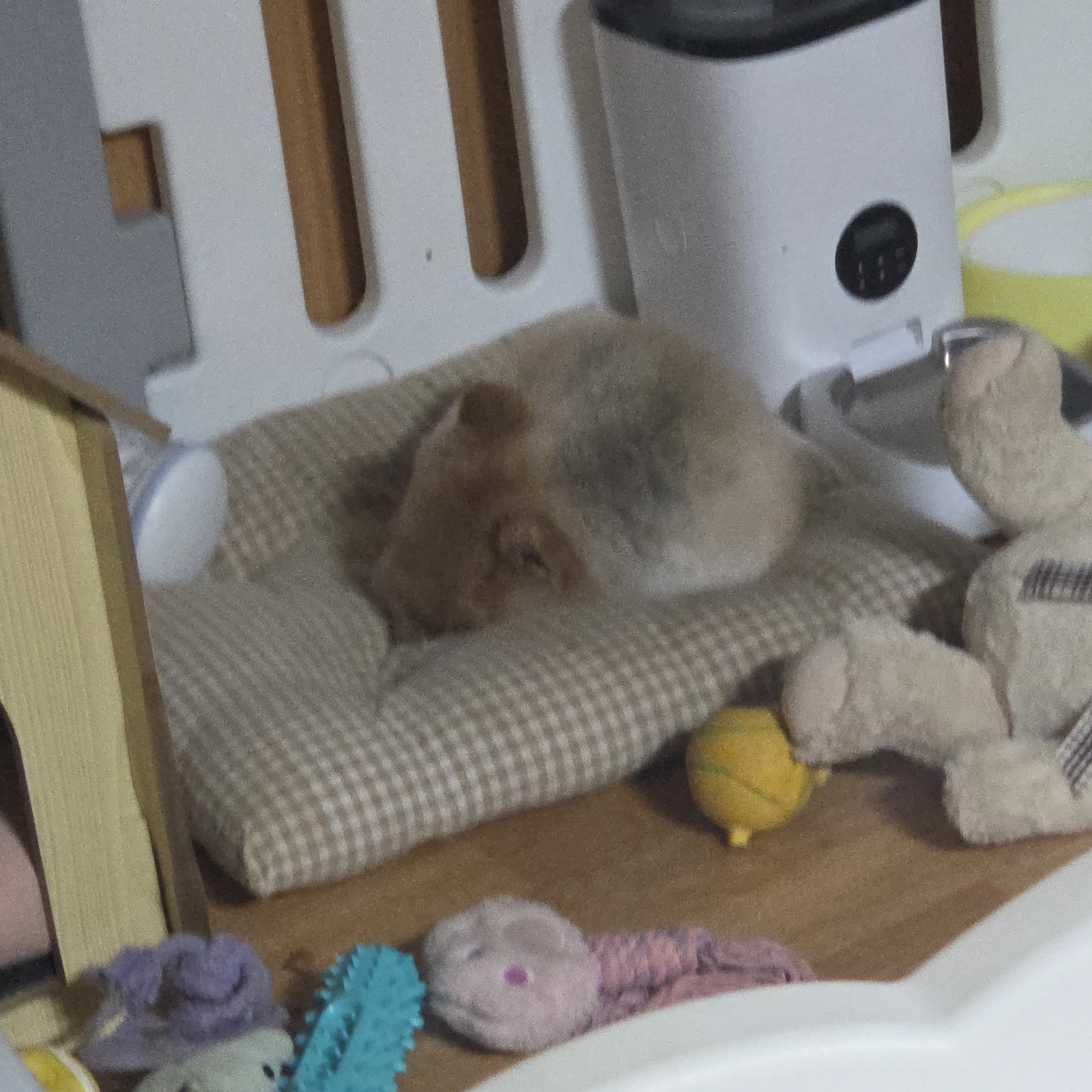 두두