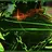 Hacklord쉐들