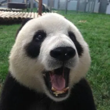 Profile image of 판다