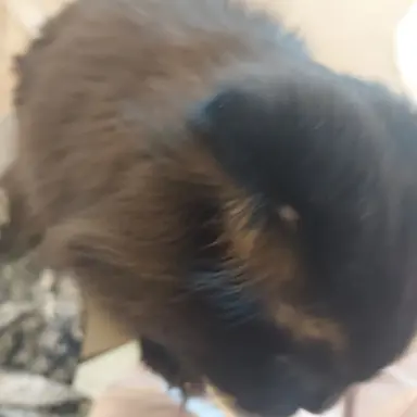 Profile image of 늑대