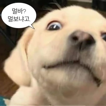 개쉨끼