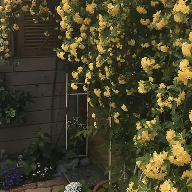 Profile image of 나루미 겐