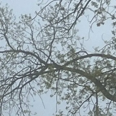 Profile image of Edward Elgar