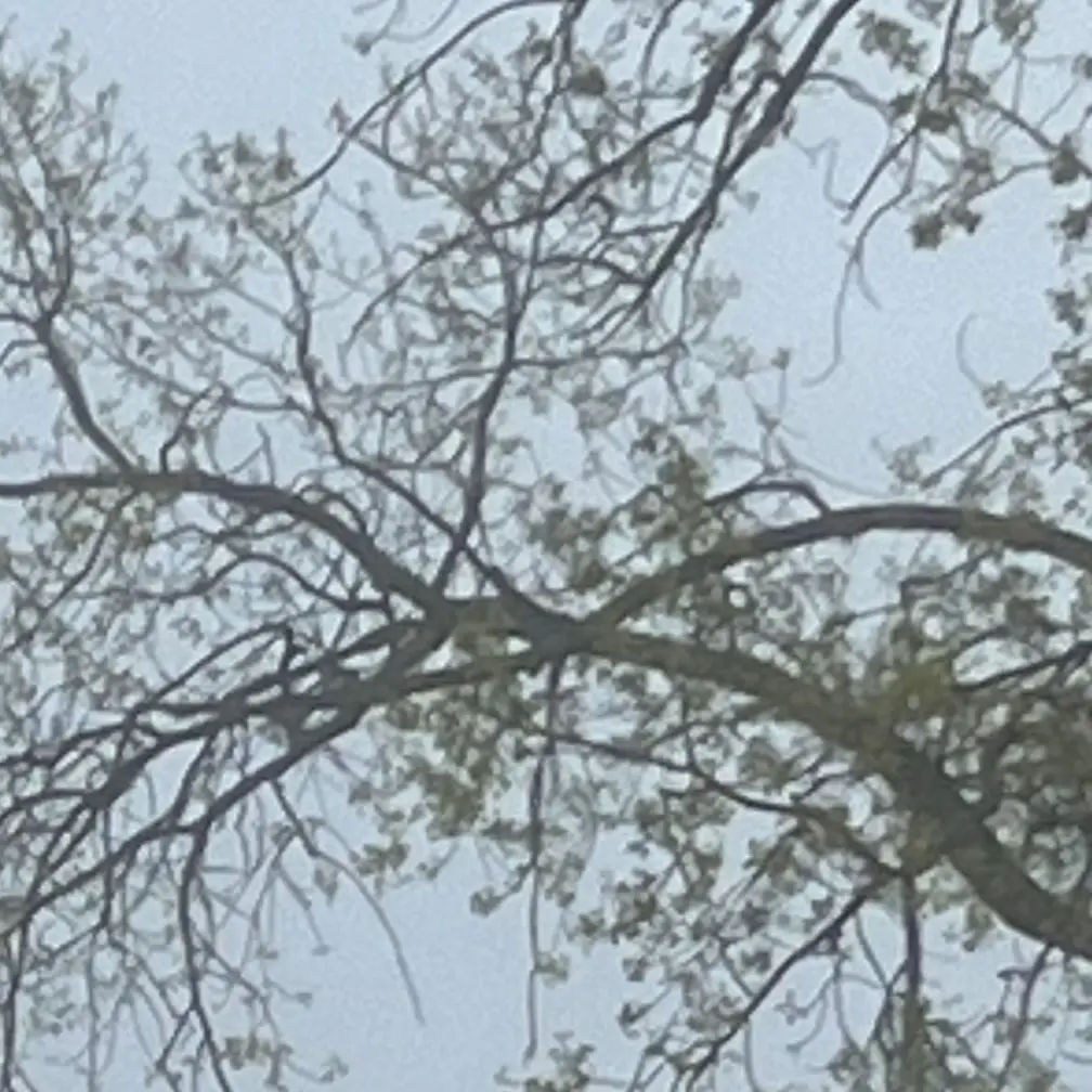 PoeticTrout5783의 Coronation Crisis