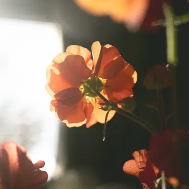 Profile image of 코마