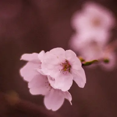 Profile image of 선하