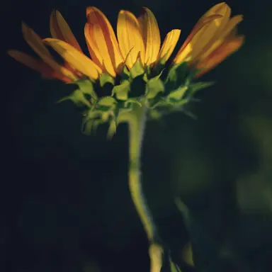 Profile image of 쪼만