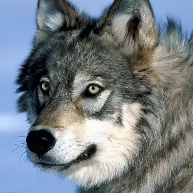 Profile image of 늑대