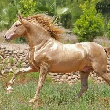 Profile image of Thunder
