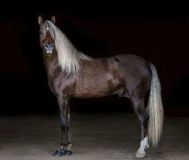 Profile image of Blaze