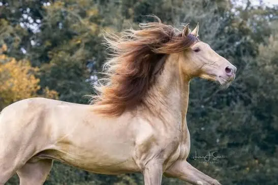 Profile image of Apollo