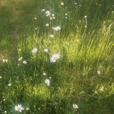 Profile image of 정공룡