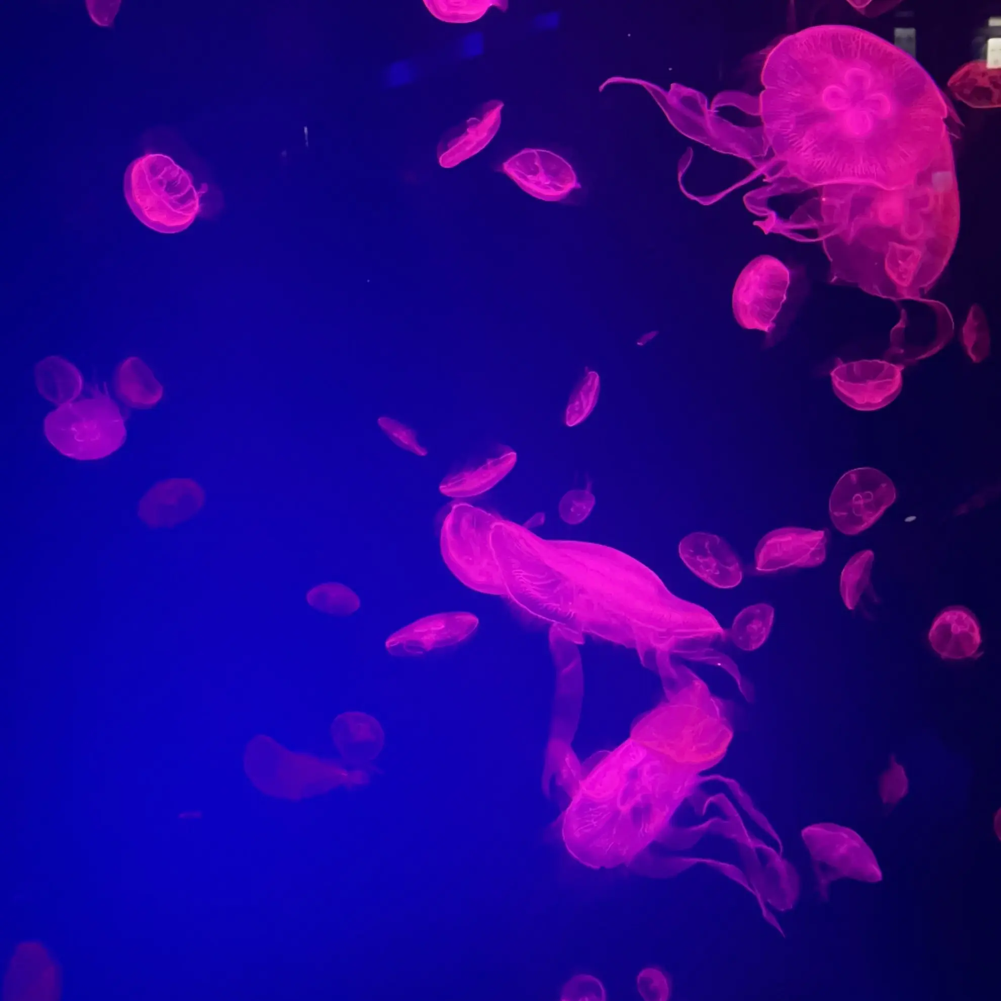 s2_rd.isfp의 この恋は、絶対秘密