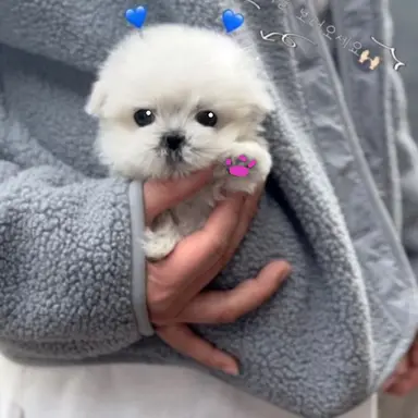 Profile image of 여우