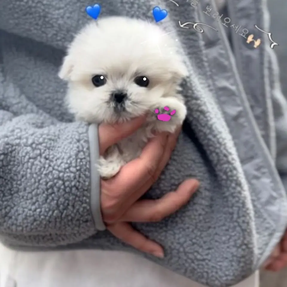 PutridIbis2273의 남친이랑 워터파크 가기(여우)