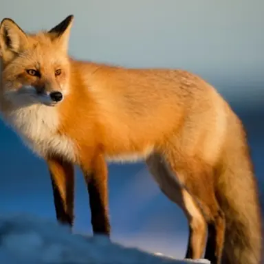 Profile image of 여우