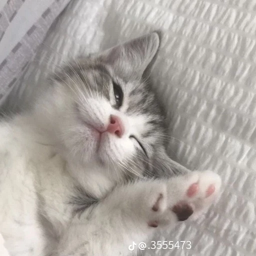 세미