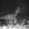 Profile image of Dilophosaurus