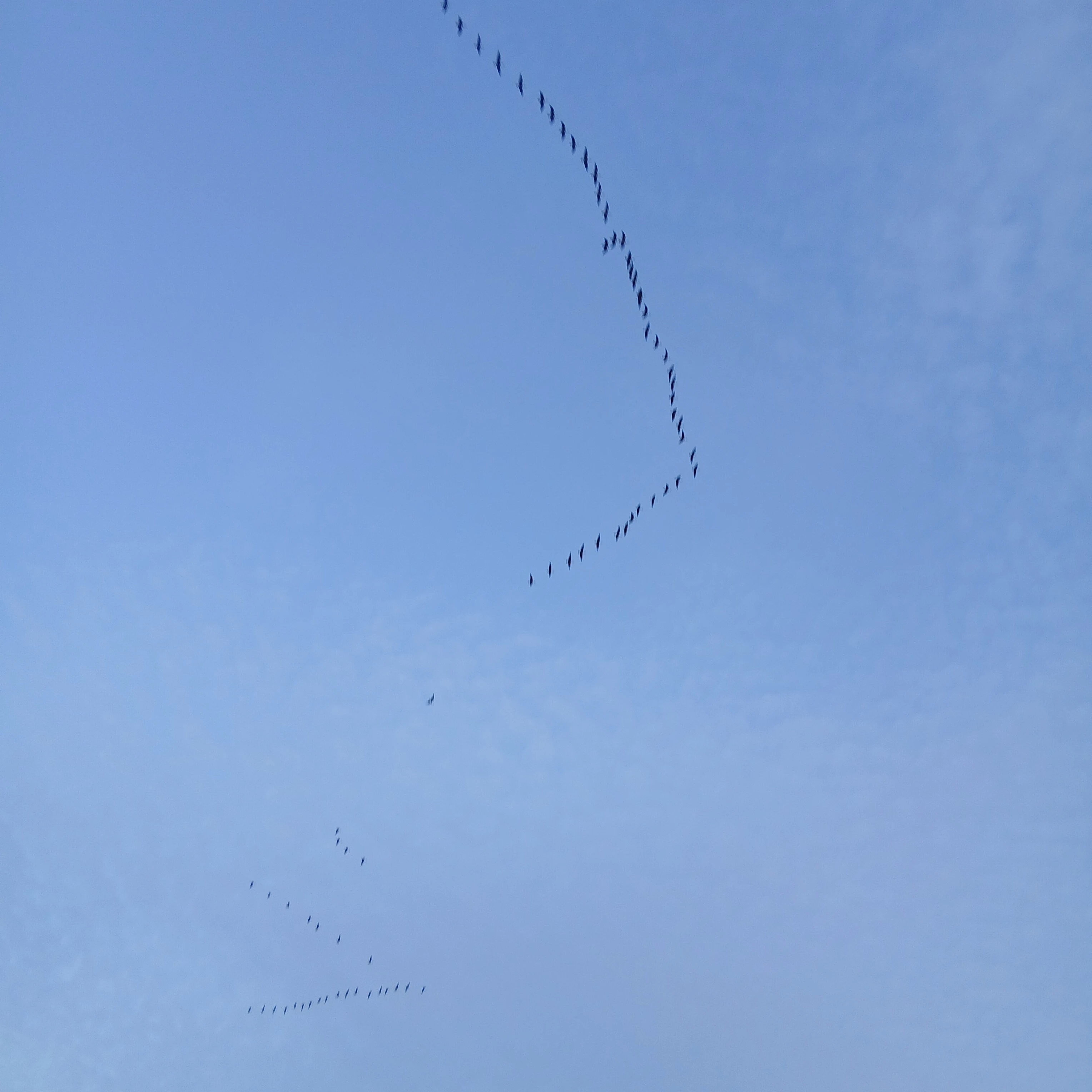 잭
