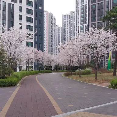 Profile image of 벚꽃