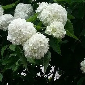 Profile image of 샤샤