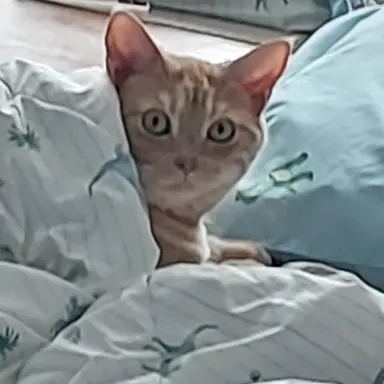 Profile image of 이세돌